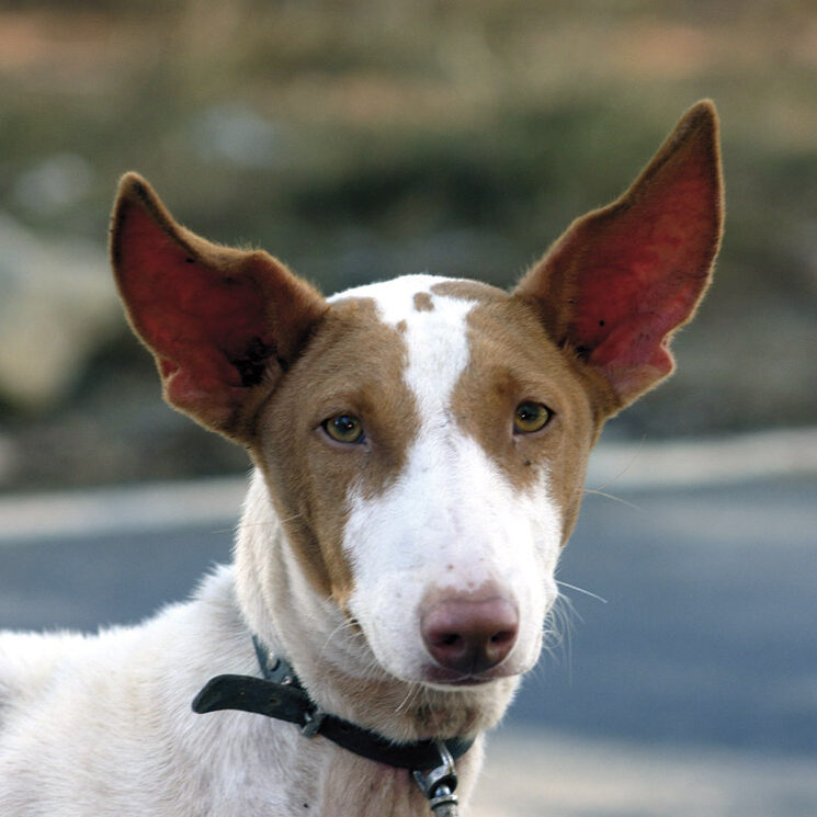 ibiza cultura y viajes