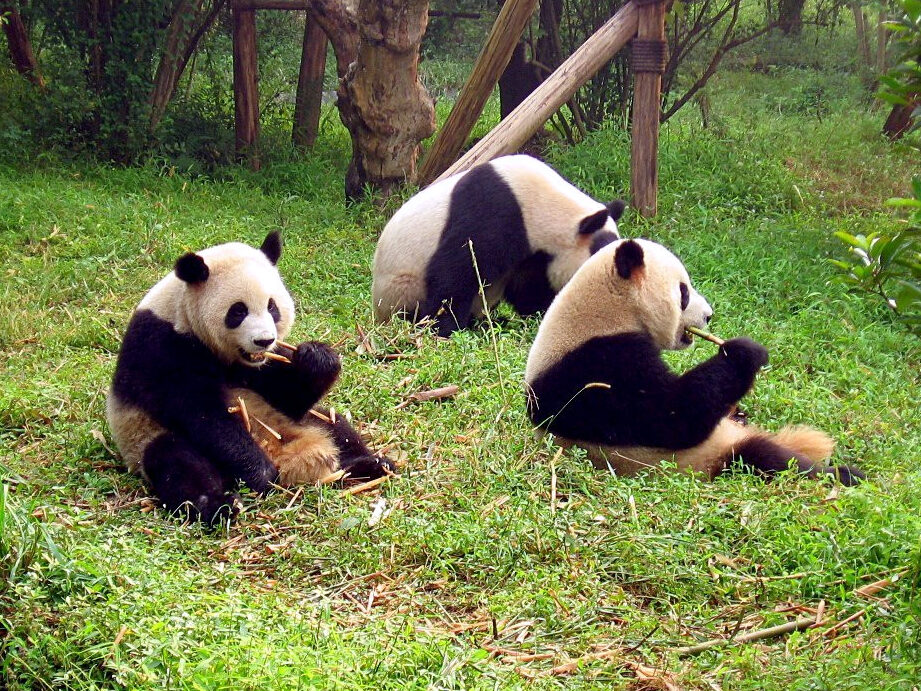pandas en china